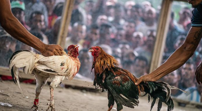 Màu Mạng Đá Gà – Bật Mí Tuyệt Chiêu Xem Hiệu Quả Nhất Kubet77